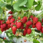 Full Day Cameron Highlands Nature Tour with Hobbitoon Village - FAQ