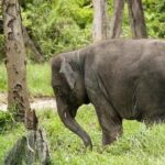 Full Day Elephant Sanctuary Tour with lunch Local food - Exploring Kuala Gandah Elephant Sanctuary and Batu Caves: A Deep Dive