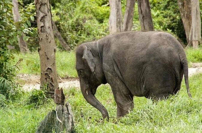Full Day Elephant Sanctuary Tour with lunch Local food - Exploring Kuala Gandah Elephant Sanctuary and Batu Caves: A Deep Dive