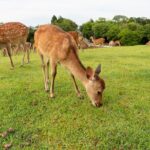 Full Day Guided Tour to Kyoto and Nara from Osaka by Van - The Sum Up