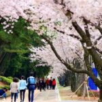 Full-Day Jinhae Cherry Blossom festival Private tour - Who This Tour Is Perfect For