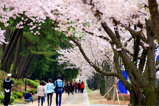 Full-Day Jinhae Cherry Blossom festival Private tour - Who This Tour Is Perfect For