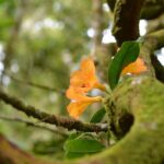 Full Day Kinabalu Park World Heritage Site - The Experience from the Traveler’s Perspective