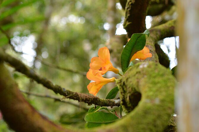 Full Day Kinabalu Park World Heritage Site - The Experience from the Traveler’s Perspective