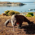 Full Day Komodo Tour With MK Express Speedboat Visit 6 Spot - What’s Included and What’s Not