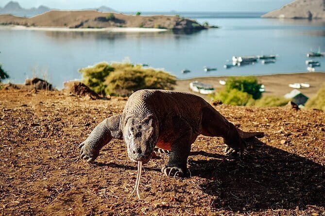 Full Day Komodo Tour With MK Express Speedboat Visit 6 Spot - What’s Included and What’s Not