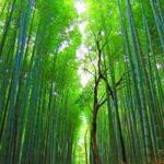 Full Day Kyoto Chartered Taxi Tour - FAQ