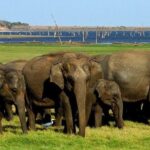 Full-Day Minneriya and Kaudulla National Parks Private Safari - The Sum Up