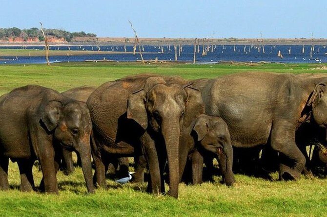 Full-Day Minneriya and Kaudulla National Parks Private Safari - The Sum Up