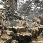 Full Day Nagano Tour Jigokudani Park And Zenkuji Temple - Who Should Consider This Tour?