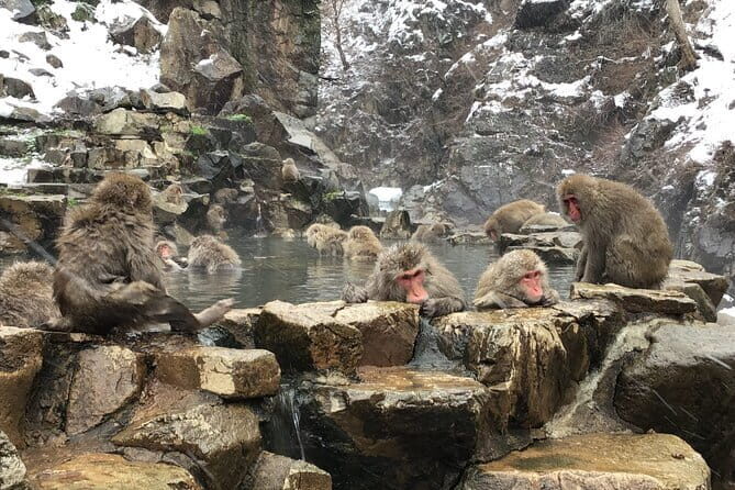 Full Day Nagano Tour Jigokudani Park And Zenkuji Temple - Who Should Consider This Tour?