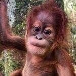 Full-Day Orangutans Adventure in Gunung Leuser - FAQ: Common Questions About the Orangutans Adventure