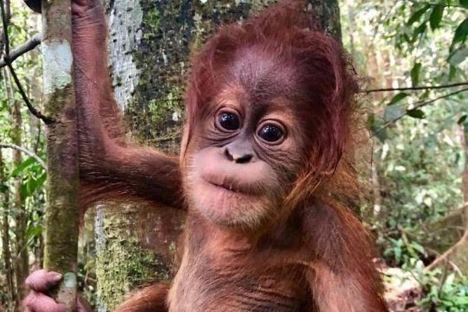 Full-Day Orangutans Adventure in Gunung Leuser - FAQ: Common Questions About the Orangutans Adventure