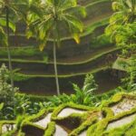 Full-Day Private and Guided Tour Around Ubud - The Details of the Day