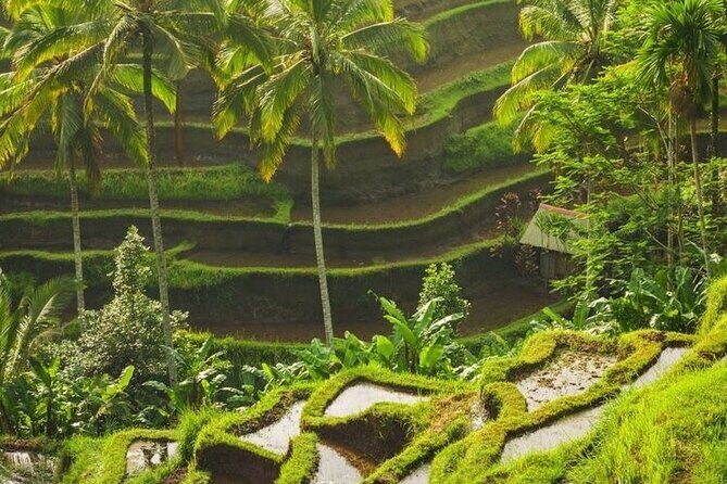 Full-Day Private and Guided Tour Around Ubud - The Details of the Day