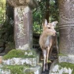 Full-Day Private Guided Tour to Nara Temples - The Sum Up