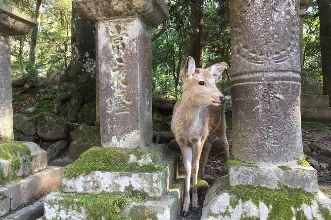 Full-Day Private Guided Tour to Nara Temples - The Sum Up