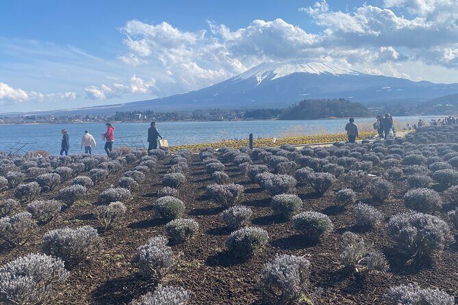 Full Day Private Tour to Mt Fuji by Luxury Vehicle - FAQs