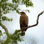 Full Day Safari Tour Yala - The Guides and Service