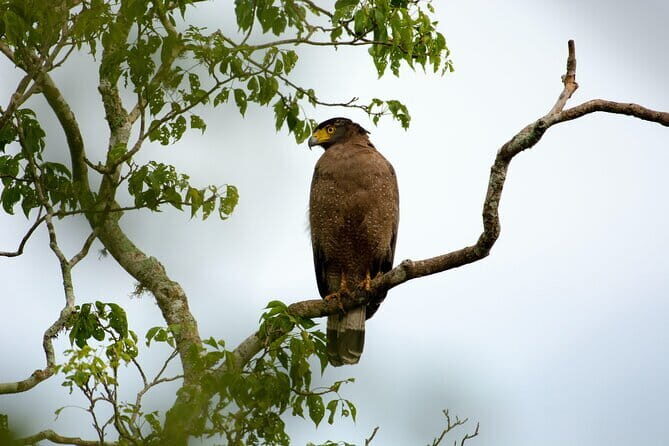 Full Day Safari Tour Yala - The Guides and Service