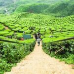 Full Day Tour to Cameron Highlands with Batu Caves Stopover - The Sum Up