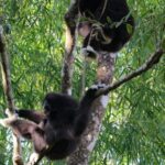 Full-Day Trekking and Sightseeing Tour in Mae Kampong - Final Thoughts