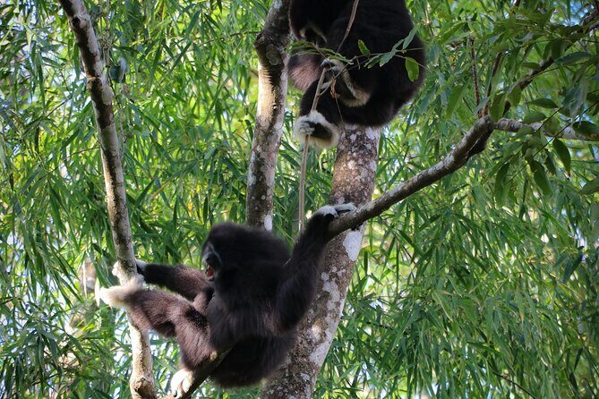 Full-Day Trekking and Sightseeing Tour in Mae Kampong - Final Thoughts