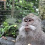 Full Day : Ubud And Tanah Lot Temple Tours - Who Would Love This Tour?