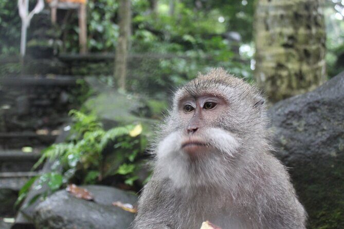 Full Day : Ubud And Tanah Lot Temple Tours - Who Would Love This Tour?