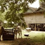 Full-day: Wat Banan. Old bamboo train. Bat Cave. Killing cave - Why This Tour Offers Real Value