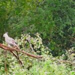 Fully Private Udawalawe National Park Safari Tour - An In-Depth Look at the Tour Experience