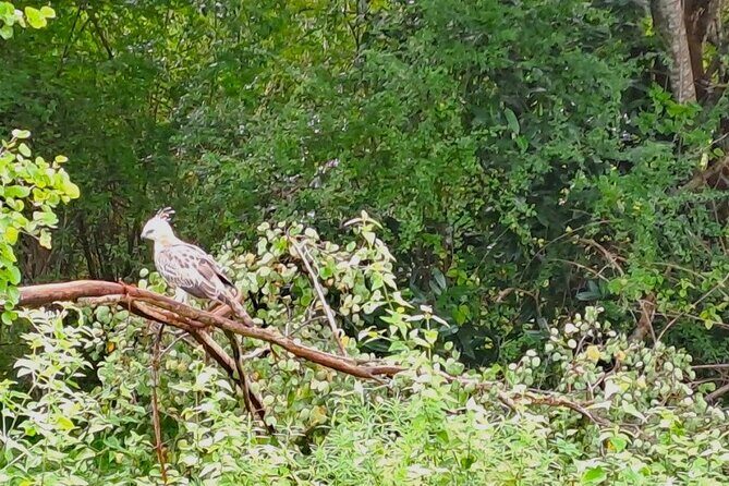 Fully Private Udawalawe National Park Safari Tour - An In-Depth Look at the Tour Experience