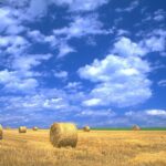 Furano & Biei Customised Private Day Tour (Up to 3 Pax/11 Hours) - The Practicalities: What Makes This Tour Stand Out