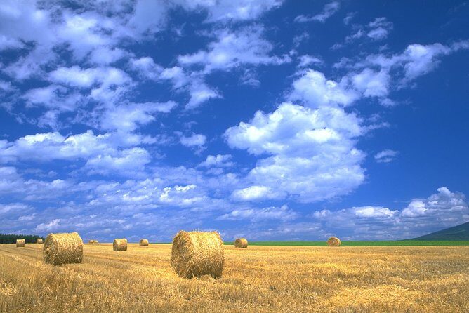 Furano & Biei Customised Private Day Tour (Up to 3 Pax/11 Hours) - The Practicalities: What Makes This Tour Stand Out