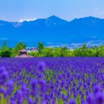 Furano Private Customizable Full Day Tour - A Deep Dive into the Furano Private Custom Tour