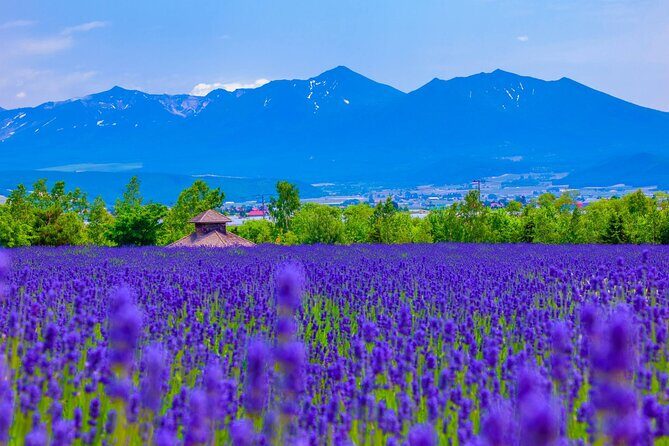 Furano Private Customizable Full Day Tour - A Deep Dive into the Furano Private Custom Tour