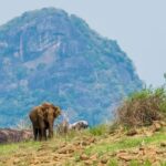 Gal Oya National Park Safari - Final Thoughts