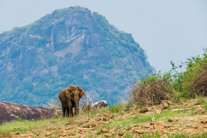 Gal Oya National Park Safari - Final Thoughts