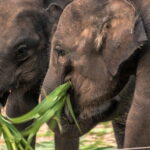 Galle/Mirissa/Tangalle: Transfer to Ella & Yala/Udawalawa Safari - Who Should Consider This Tour?
