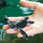 Galle Transfer Tour from Colombo/Negombo - Who Should Consider This Tour?