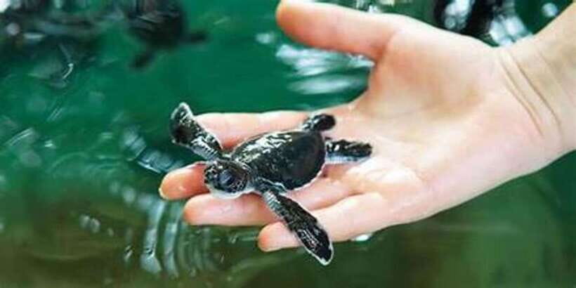 Galle Transfer Tour from Colombo/Negombo - Who Should Consider This Tour?