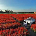 Gaomei Wetlands, Rainbow Village, Miyahara & Zhongshe from Taipei - FAQs