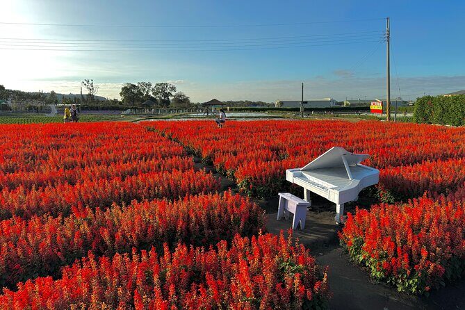 Gaomei Wetlands, Rainbow Village, Miyahara & Zhongshe from Taipei - FAQs