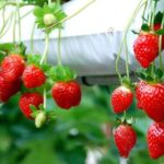 Genting Highland Full-Day Tour Include 2-Way Cable car Ride - A Closer Look at the Tour Itinerary