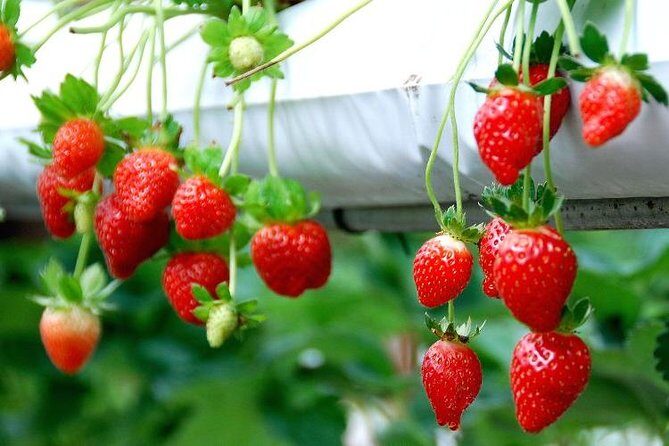 Genting Highland Full-Day Tour Include 2-Way Cable car Ride - A Closer Look at the Tour Itinerary