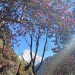 Ghorepani Poon Hill Trek: 12-Day Journey in Annapurna - Detailed Breakdown of the Itinerary