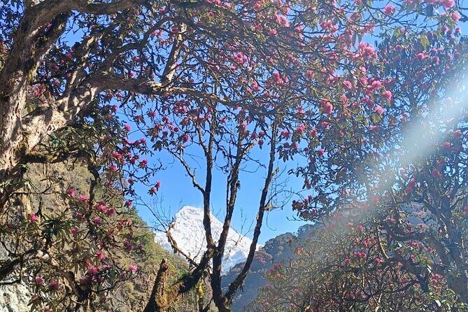 Ghorepani Poon Hill Trek: 12-Day Journey in Annapurna - Detailed Breakdown of the Itinerary