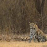 Gir National Park: Official Lion Safari with Hotel Pickup - A detailed look at the Gir National Park Lion Safari Experience