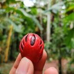 Goa: Spice Plantation Tour and Traditional Local Lunch - Who Should Consider This Tour?