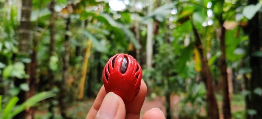 Goa: Spice Plantation Tour and Traditional Local Lunch - Who Should Consider This Tour?